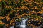 Fallen autumn leaves along Cedar Creek in Woodland, Washington State, USA Art Print